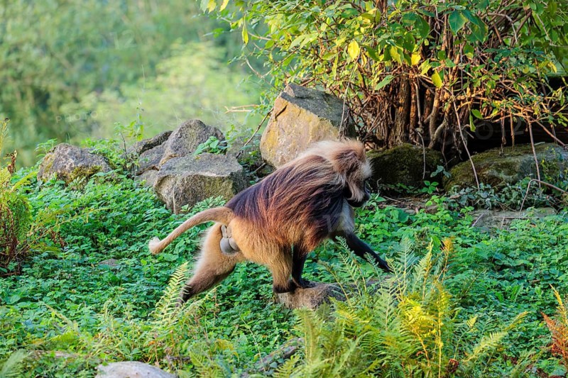 A male Gelada (Theropithecus gelada) walks across a green meadow passing rocks and rotten tree stumps lying on the ground. Endemic to central Ethiopian plateau, Ethiopia
