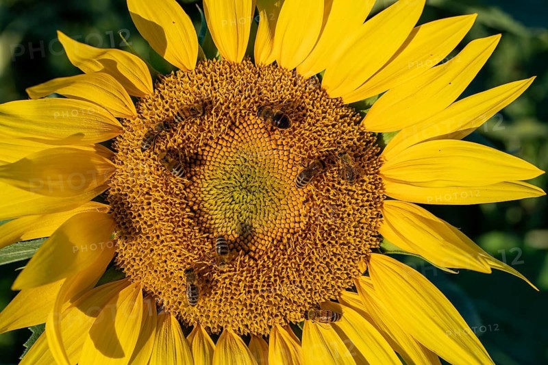 Daytime horizontal close-up view of multiple honey bees (Apis mellifera) actively foraging for pollen on the central disc of a large, bright yellow sunflower (Helianthus annuus) . Baden-Württemberg