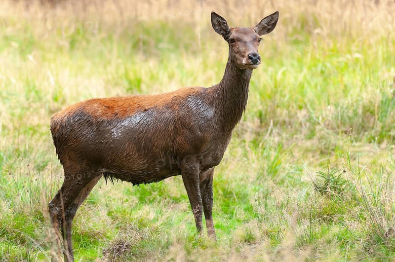 Artiodactyla, Cervus Elaphus, even-toed ungulate, cloven-hoofed, red deer, deer, deer, mammals, wallow, mammals