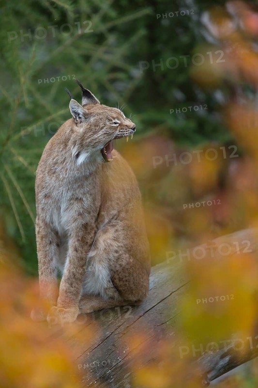 One Eurasian lynx, (Lynx lynx), sitting on fallen dead tree with a green natural background and autumnal leaves in the foreground