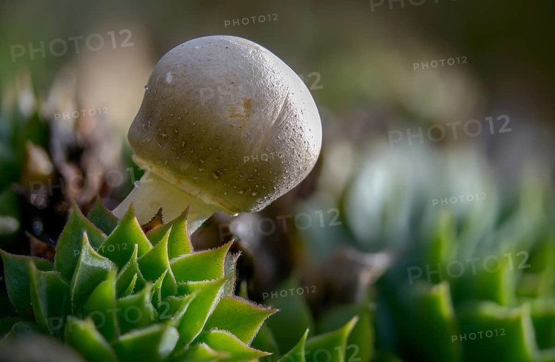 Mushroom Umbrella, Common Egerling Umbrella, Leucoagaricus leucothites, Pink-leaved Egerling Umbrella, Pink-leaved Gerling Umbrella, Fungus, Mushrooms, White Agaricus Mushroom, White Dapperling