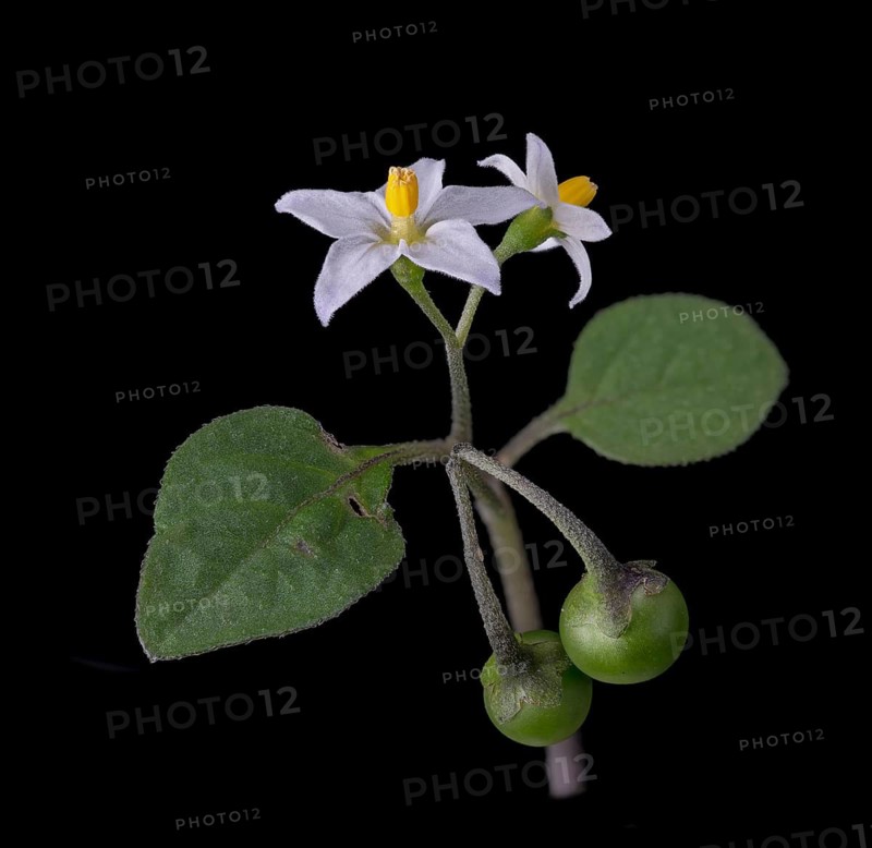 European Black Nightshade (Solanum nigrum), Black Nightshade, flower, seed head, Germany