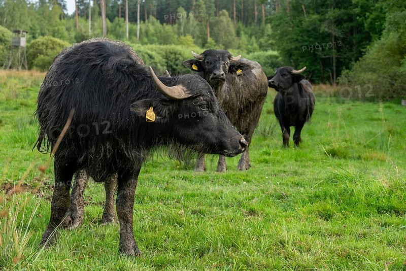 Bavaria, Bubalus Arnee, Even-töd Ungulate, Upper Palatinate, Paarhufer, Tirschenreuth, Waldnaab, Waldnaabaue, water buffalo, wild willows Waldnaabaue, extensive grazing, mammals, mammals