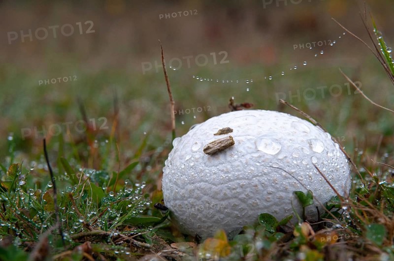 Outcut dust fungus, bovistella utriformis, eggshell bovist, common bovist, common dust, paneled dust, handkea utriformis, rabbit bovist, lycoperdone utriform, mosaic puffball, smoke sponge, dust, fungi, fungus, mushrooms, fungi, fungi, fungi, mushrooms