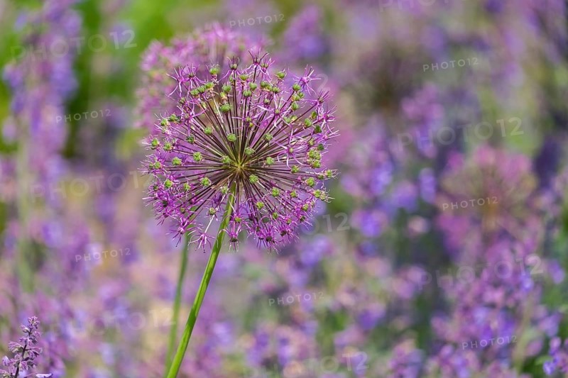Ornamental onion (Allium sp.), inflorescence, Münsterland, North Rhine-Westphalia, Germany