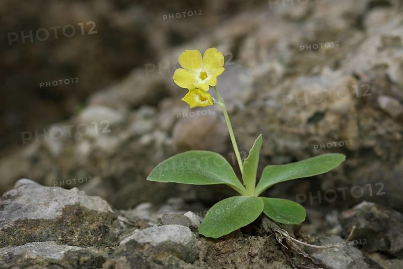 Alpine auricula (Primula auricula) flowers on bare rock, only a few specimens left in the foothills of the Bavarian Alps, Allgäu, Bavaria, Germany