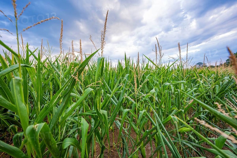 Wide angle view of a corn field under a dramatic sky, corn field, Gechingen, Germany
