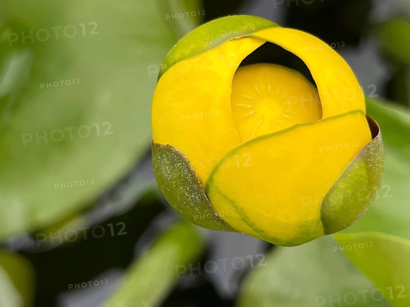 Flower of the yellow water-lily or mummel (Nuphar lutea), also known as the yellow pond mummel, Botanical Garden, Bavaria, Germany