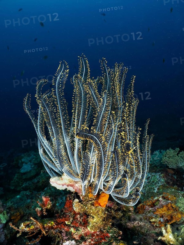 Bushy feather star, the variable feather star (Comaster schlegelii), amidst an impressive coral reef, at the Close Encounters dive site, Permuteran, Bali, Indonesia
