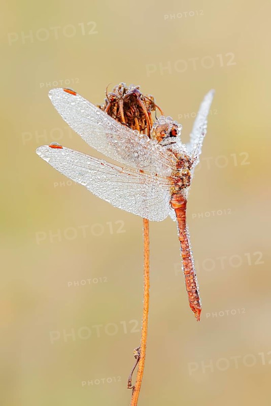 Vagrant darter (Sympetrum vulgatum), male with a dewdrop, North Rhine-Westphalia, Germany