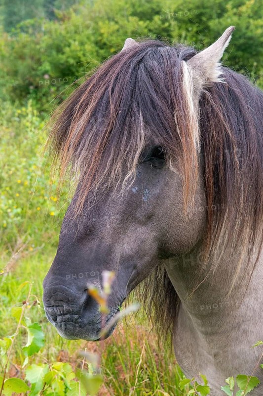 Equus Caballus sspec., horse, konic, odd-toed ungulates, perissodactyla, grazing, domesticated animals, extensive grazing, pet, high size, portrait format, horses, landscape management, landscape preservation, mammals, horses, pony, mammals, impaired ungulates
