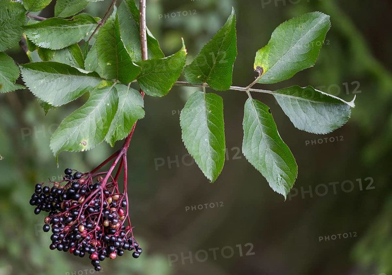 Black elder, Caprifoliaceae, common elder, elder bush, elderberry, European black elderberry, European elderberry, honeysuckle plant, elderberry, elderberry, sambucus nigra, black elderberry, flora, plants, plants