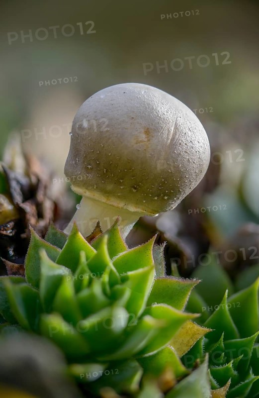 Mushroom umbrella, common egaricus umbrella, leucoagaricus leucothites, pink leafy egaricus umbrella, pink leafy gerling umbrella, fungi, fungus, high size, portrait format, mushrooms, white agaricus mushroom, white dapperling