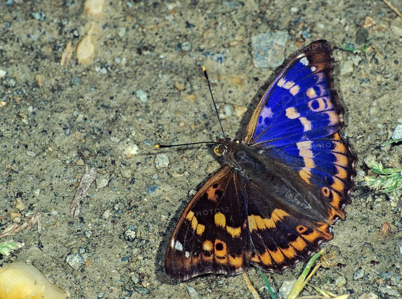 Apatura ilia, small iridescent butterfly, lesser purple emperor, butterfly, insects, leo, butterfly, butterflies
