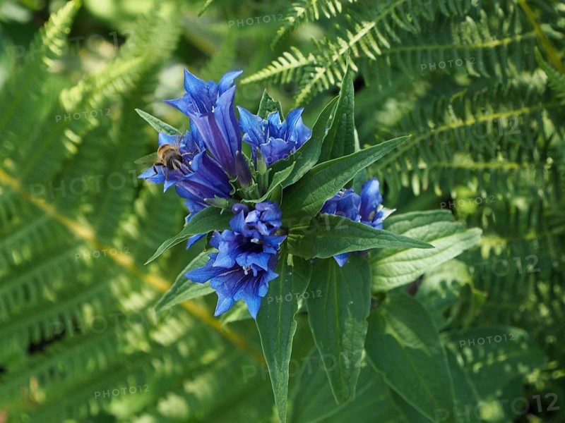 Blue flower, milkweed gentian (Gentiana asclepiadea), with a bee on a green background of ferns, UNESCO Entlebuch Biosphere Reserve, Switzerland