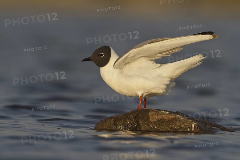 Bonaparte's Gull (Chroicocephalus philadelphia), Manitoba, Canada