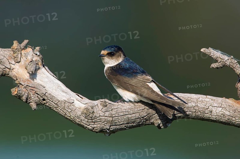 Tree Martin (Petrochelidon nigricans) perched on a branch, Victoria, Australia