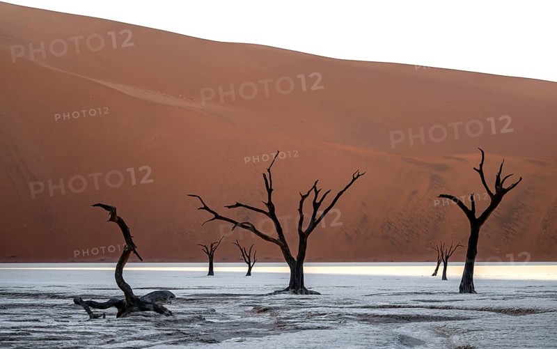 Red sand dunes and white salt pan with dead trees, Dead Vlei, Namib Desert, Namib Naukluft Park, Namibia
