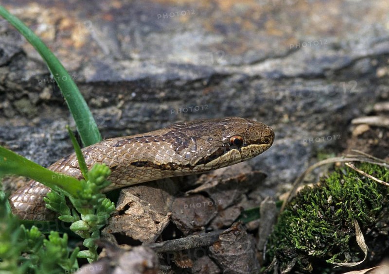 Coronella Austriaca, Black Snake, Smooth Snake, Critters, FFH, Reptilia, Reptiles, Snakes, Snakes