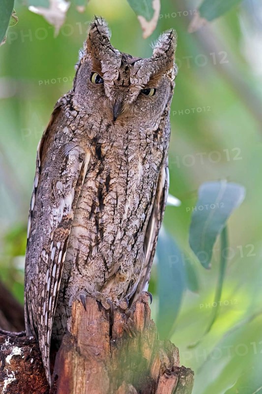 Scops Owl, (Otus scops), biotope, habitat, perch, animals, birds, owls Lesbos Island, Lesbos, Greece