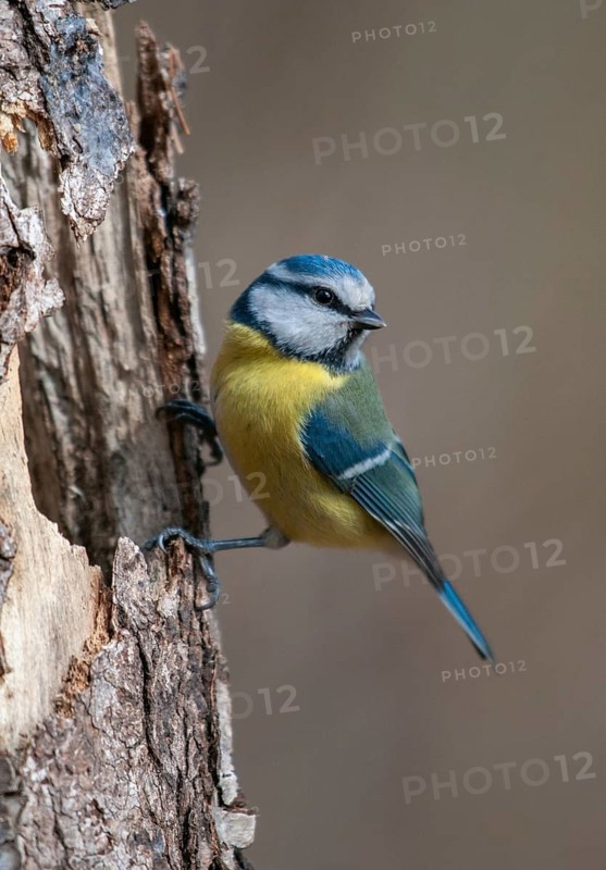 Blue tit, parus caeruleus, birds, high size, portrait format, tits, passeri, songbirds, songbirds, tits, birds