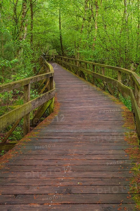 Moor bridge, Steinhuder Meer, Mardorf, Neustadt am Rübenberge, Hanover region, Lower Saxony