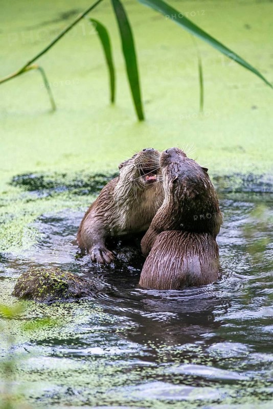 Carnivora, Eurasian otters, Lutra Lutra, predators, mammals, martens, raptors, mammals