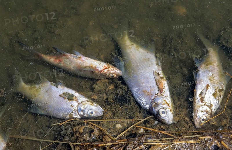 Death, fish deaths, disaster, dead, environment, environmental damage, environmental pollution