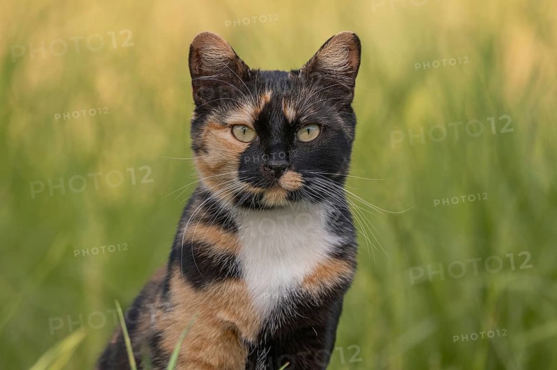 A cat wearing a spotted coat observes its surroundings in front of a field full of green grass. The daylight illuminates his face