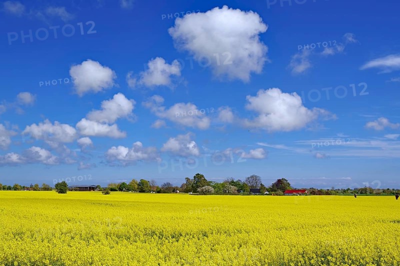 Wide yellow rapeseed field under blue sky with white clouds, Ystad, Skane, Sydostleden, Sweden