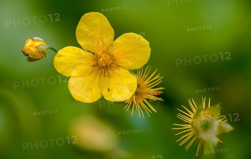 Three-leaf golden strawberry, three-leaf golden strawberry, three-leaf woodstone, three-leaf woodstone, neophyte, carpet golden strawberry, carpet hungarian root, Waldsteinia ternata, barren strawberry, flora, plants, plants