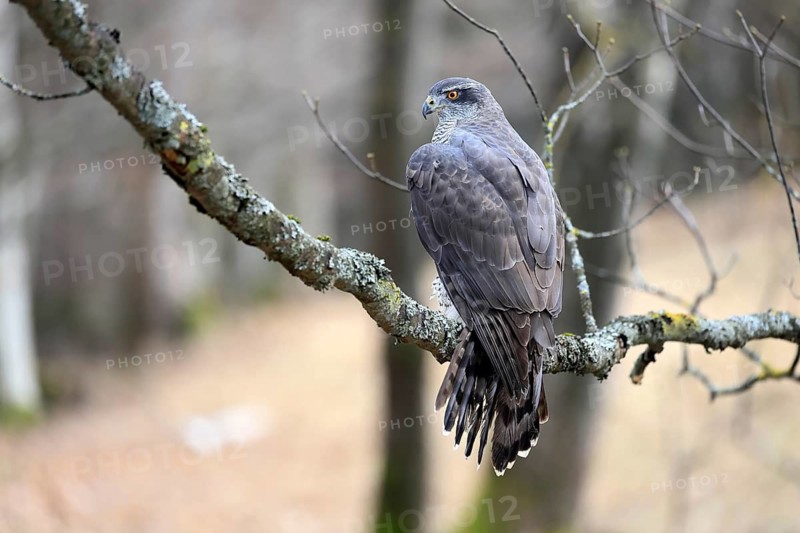 Hawk (Astur gentilis), adult, female, on tree, in winter, alert, Bohemian Forest, Czech Republic, Europe, Germany