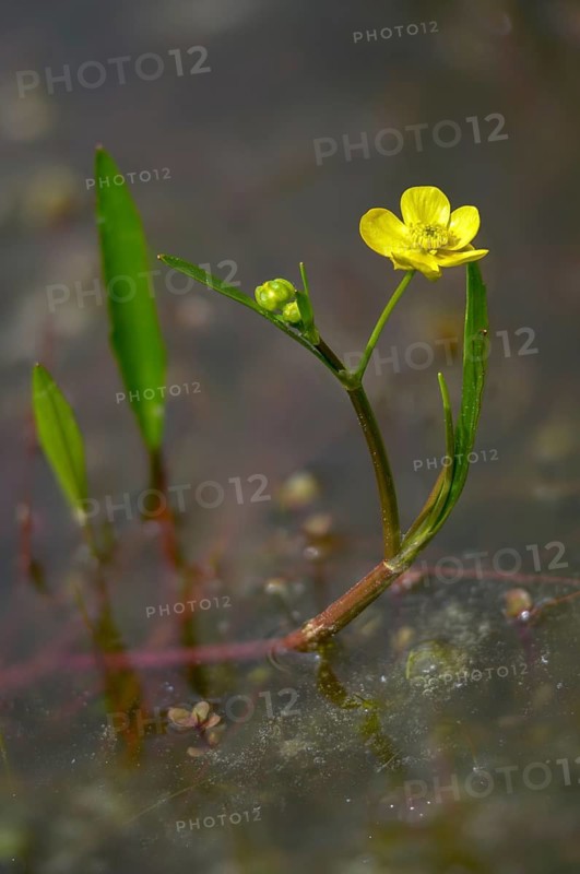 Burning buttercup, lesser spearwort, ranunculus flammula, banewort, flora, greater creeping spearwort, high size, portrait format, plants, plants