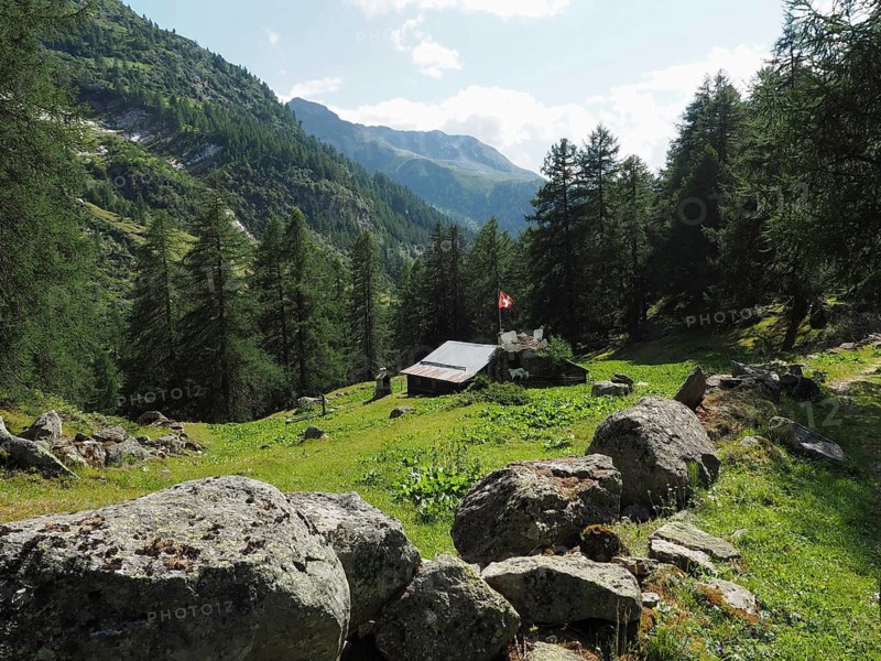 Small Swiss flag hut in the midst of alpine scenery, surrounded by tall fir trees, Binntal Landscape Park, Goms, Canton of Valais, Switzerland