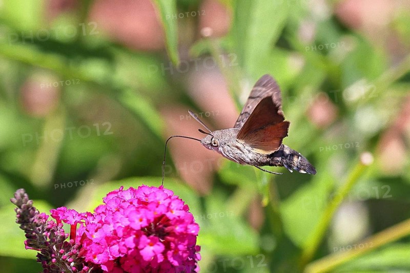 A swallowtail butterfly (Macroglossum stellatarum) feeding on nectar from a butterfly bush (Buddleja davidii), Wilnsdorf, North Rhine-Westphalia, Germany
