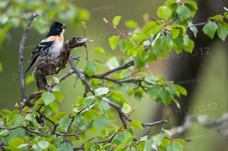 Mountain finch, Brambling, Finland, Fringilla Montifringilla, Birds, Song, Male, Passeri, Singing, Songbirds, Birds