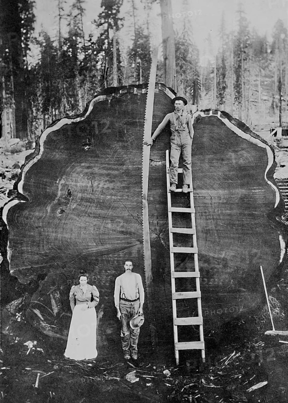 The Mark Twain Tree. A lumberjack with a saw about 8 metres long. A felled giant sequoia (Sequoiadendron giganteum) named after Mark Twain in Sequoia National Park, circa 1910, historical, California, USA. A section of the tree is now on display at the American Museum of Natural History