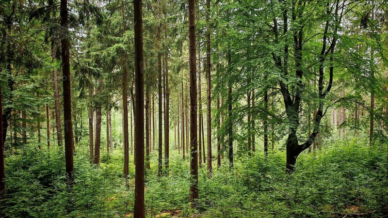 Dense forest with tall trees and lush undergrowth, quiet atmosphere, Fichtelgebirge nature park Park, Upper Franconia