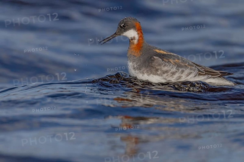 Odin's chicken (Phalaropus lobatus), in splendour, hunting insect larvae, Vadsö, Varangerfjord, Norway