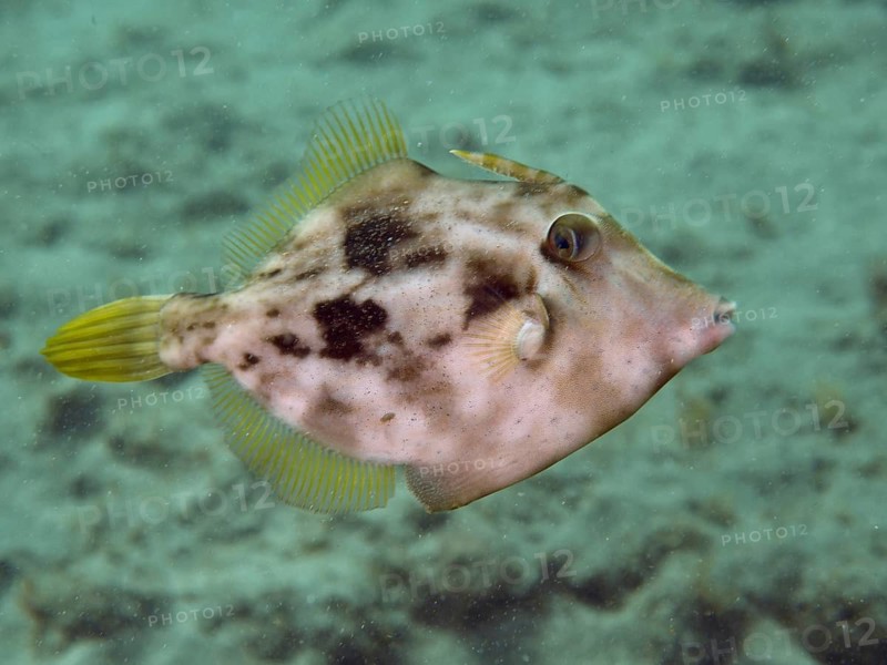A fish with a camouflage pattern, the brown filefish (Stephanolepis hispidus), swims over a sandy seabed, at the El Cabron Marine Protected Area dive site, Arinaga, Gran Canaria, Spain, Europe, Atlantic Ocean