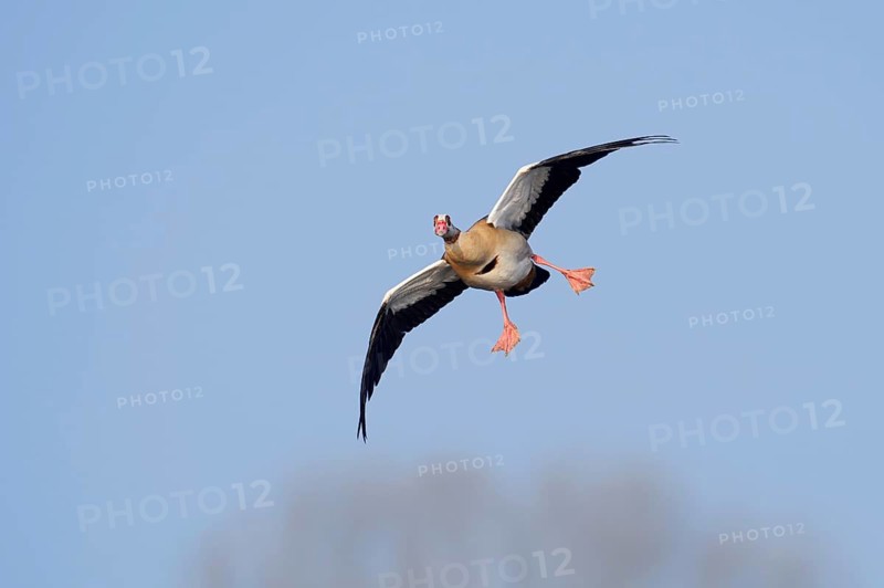 Nile gans (Alopochen aegyptiaca, Alopochen aegyptiacus), in flight, North Rhine-Westphalia, Germany