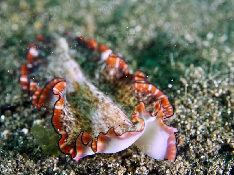 Patterned flatworm with a red edge, reddish-brown whirlworm (Pseudoceros), on sandy seabed, Secret Bay dive site, Gilimanuk, Bali, Indonesia
