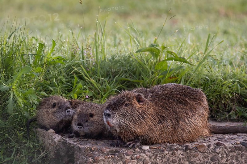 Nutria (Myocastor coypus) with many young at a stream, Entre Rios, Argentina