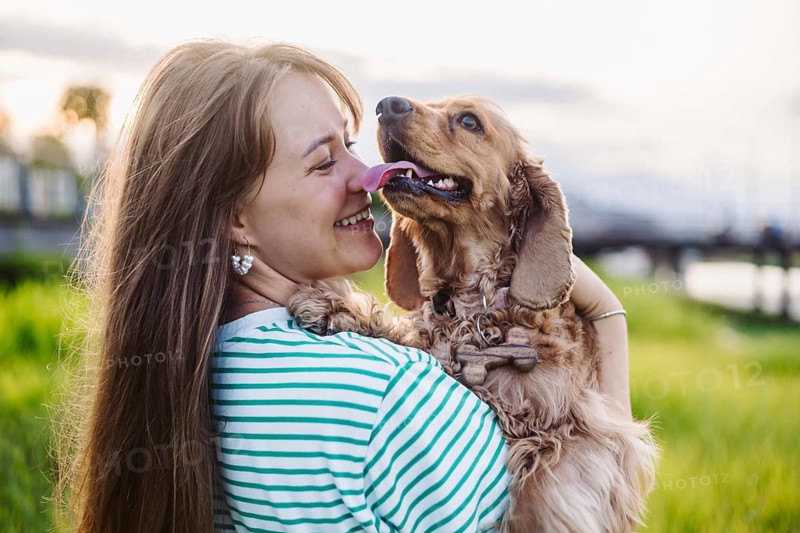 A woman laughs as her Cocker Spaniel dog licks her face in a field at dusk, showing affection