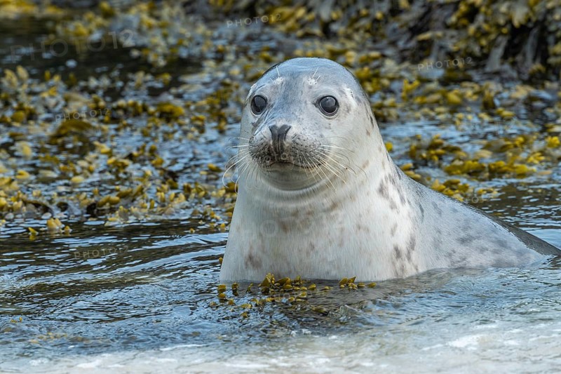 Common seal (Phoca vitulina), Heligoland, Schleswig-Holstein, Germany