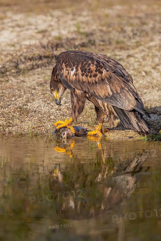 One white-tailed eagle (Haliaeetus albicilla) sitting lakeshore in early light, feeding on a common carp.Full reflection of the bird in the water
