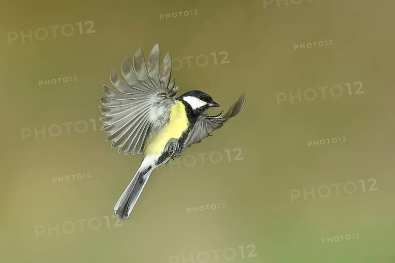 Great Tit (Parus major), in flight, aerial photograph, high-speed aerial photograph, Wilnsdorf, North Rhine-Westphalia, Germany
