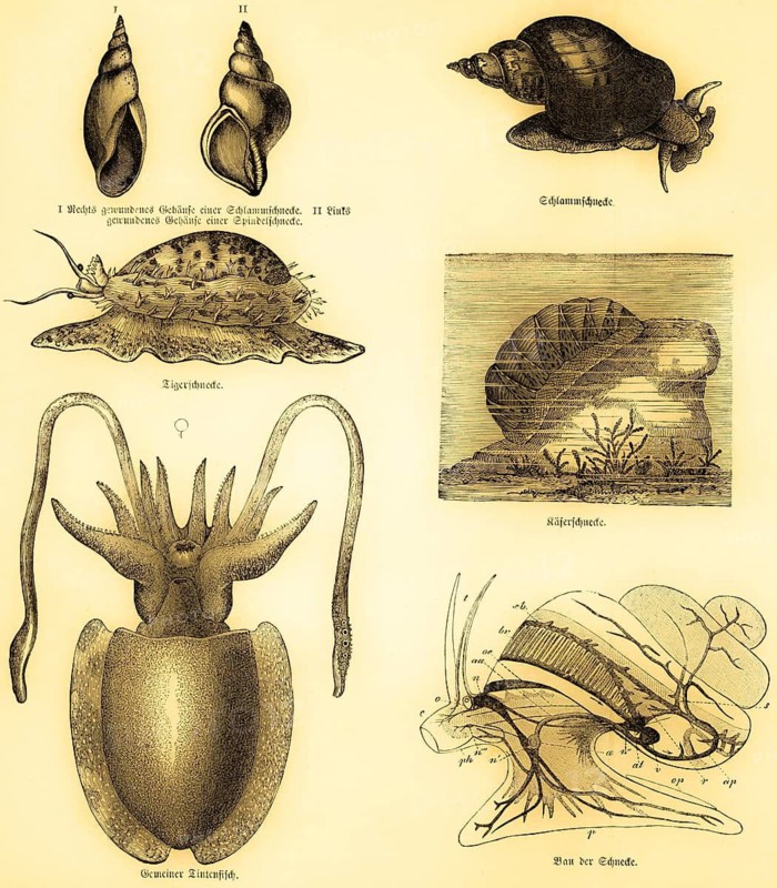 Molluscs, types of snail, coiled shell of a Radix balthica antiqua (I) and a Neptunea antiqua (II) tiger snail, beetle snail, structure of a snail in schematic representation, inner life, innards, common octopus, zoology, science, life, nature, marine life, biology, labelling, historical illustration 1885