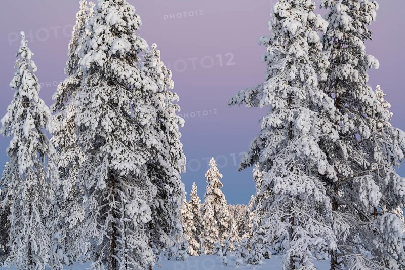 Snowy winter forest at dusk, Nattavaara, Norrbotten, Lapland, Sweden, November 2023