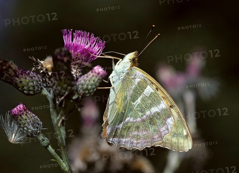 Argynnis Paphia, Kaisermantel, Silver-Washed Fritillary, Butterfly, Insects, Leo, Butterfly, Butterflies
